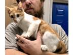Adopt CARROT TOP a Orange or Red (Mostly) Domestic Shorthair (short coat) cat in