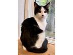 Adopt SPUD a Black & White or Tuxedo Domestic Shorthair (short coat) cat in