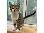Adopt TATER TOT a Tiger Striped Domestic Shorthair (short coat) cat in Louisa