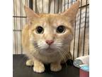Adopt Toast a Orange or Red Tabby Domestic Shorthair (short coat) cat in St