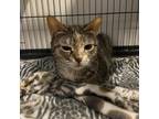 Adopt Chloe a Brown Tabby Domestic Shorthair (short coat) cat in St Augustine