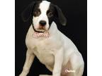 Adopt Zingler a White - with Black Coonhound / Mixed dog in Newland