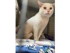 Adopt Kohlrabi a White Domestic Shorthair / Domestic Shorthair / Mixed cat in