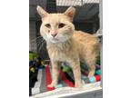 Adopt Butters a Tan or Fawn Domestic Shorthair / Domestic Shorthair / Mixed cat