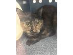 Adopt Chellsie a Brown or Chocolate Domestic Shorthair / Domestic Shorthair /