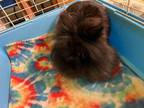 Adopt Rawry a Black Lionhead / Mixed (long coat) rabbit in Joplin, MO (38846544)