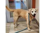 Adopt Brice a Tan/Yellow/Fawn Labrador Retriever / Mixed dog in Springdale