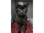Adopt Avocado - Foster to Adopt a All Black Domestic Shorthair / Domestic