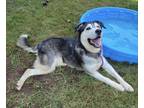 Adopt Ozzy a Gray/Silver/Salt & Pepper - with White Siberian Husky / Mixed dog