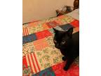 Adopt Presley OS a All Black Domestic Shorthair / Domestic Shorthair / Mixed cat