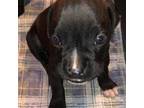 Boxer Puppy for sale in Kirksville, MO, USA