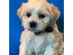 Maltipoo puppy