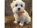 Maltipoo Puppy for sale in Chino, CA, USA