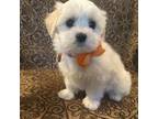 Maltipoo boy puppy