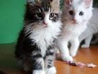 Mainecoons Kittens