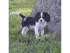 Cavalier King Charles Spaniel Puppy for sale in Inez, TX, USA