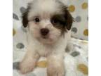Schnauzer (Miniature) Puppy for sale in San Antonio, TX, USA