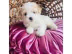 Maltipoo Puppy for sale in Houston, TX, USA