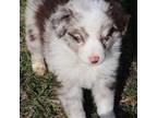 Australian Shepherd Puppy for sale in Browerville, MN, USA