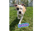 Adopt Rubble a Tan/Yellow/Fawn American Pit Bull Terrier / Mixed dog in