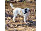 Mutt Puppy for sale in Sweetwater, TN, USA