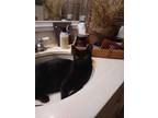 Adopt Big Petey a All Black Domestic Shorthair (short coat) cat in Palm Springs