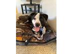 Adopt Charlie a Black - with White Pit Bull Terrier / Dalmatian / Mixed dog in