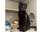 Adopt NORTH a All Black Domestic Shorthair / Mixed cat in St.