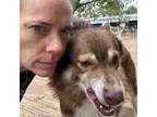 Adopt Carlton a Husky / Mixed Breed (Medium) / Mixed dog in Eufaula