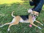 Adopt Annie a Tricolor (Tan/Brown & Black & White) Beagle / Foxhound / Mixed dog