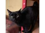 Adopt Peter Parker a All Black Domestic Shorthair / Mixed cat in Winchester