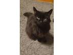 Adopt Lucky a All Black Domestic Mediumhair (medium coat) cat in Philadelphia