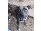 Adopt Demi a Brindle Pit Bull Terrier / Mixed dog in Post, TX (36423690)