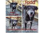 Adopt Todd a Black Mixed Breed (Large) / Mixed dog in Boaz, AL (34102608)
