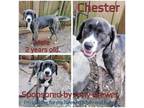 Adopt Chester a Brindle Mixed Breed (Medium) / Mixed dog in Boaz, AL (34102610)