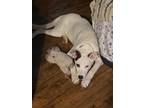 Adopt Rocky a White - with Black Anatolian Shepherd / Anatolian Shepherd / Mixed