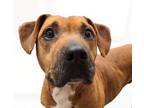 Adopt Shorty a Red/Golden/Orange/Chestnut - with White Pit Bull Terrier / Basset