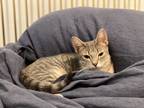 Adopt Maxwell a Tan or Fawn Tabby Domestic Shorthair (short coat) cat in