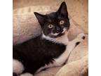Adopt Petit Visage a All Black Domestic Shorthair / Mixed cat in Leesburg