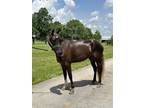 Well Trained Sweet Chocolate Gelding