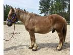 Bombproof Belgian gelding