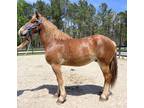 Pretty Belgian gelding