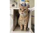 Adopt Stark a Orange or Red Domestic Shorthair / Domestic Shorthair / Mixed cat