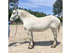 White Percheron mare