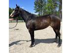 Registered Qh mare