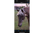 Chocolate palomino dappled mare with white main and tail