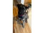 Adopt Stormi a Brown/Chocolate - with Tan Shepherd (Unknown Type) / Terrier