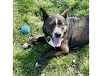 Adopt Jimmy a Brindle Mixed Breed (Large) / Mixed dog in Terre Haute