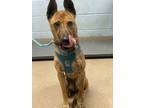 Adopt Angel - IN FOSTER a Brown/Chocolate Mixed Breed (Medium) / Mixed dog in