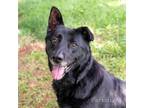 Adopt Electra 9979 a Black Shepherd (Unknown Type) / Mixed dog in Cumming